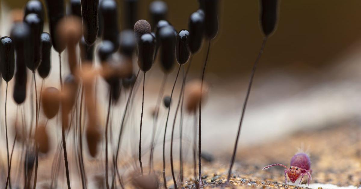 Biodivers’été : une saison d&rsquo;animations autour de la terre, des plantes et des animaux