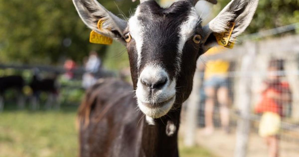 Une balade à la ferme de la Chantrerie, ça vous dit ?