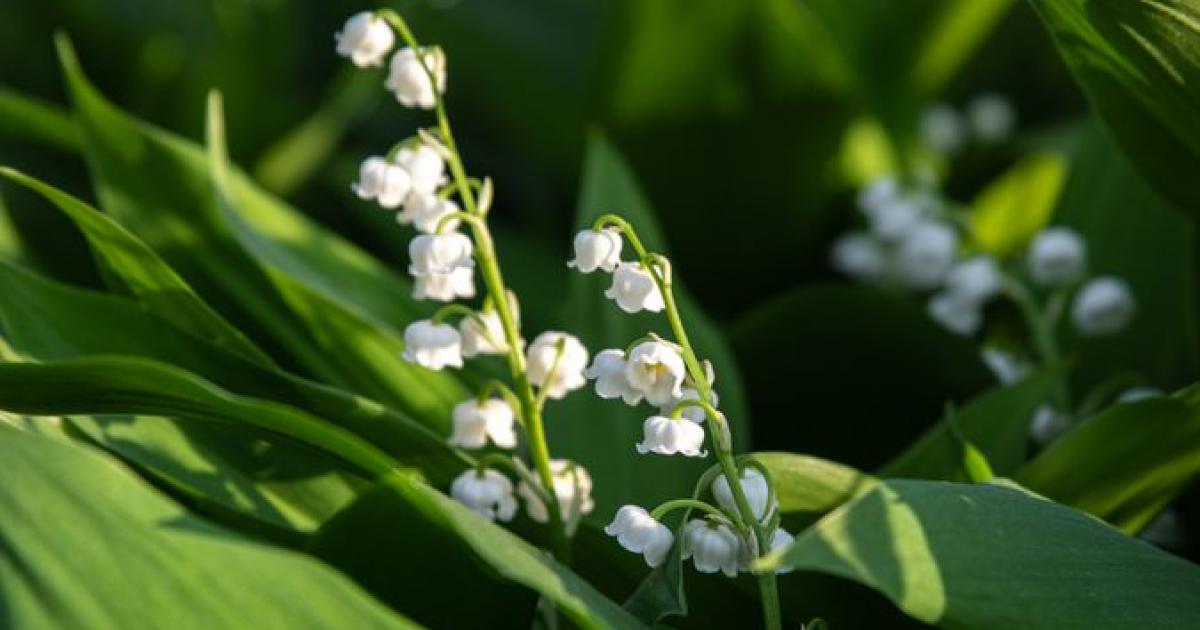 [Vidéo] Les 5 secrets du muguet | Nantes, ville et métropole