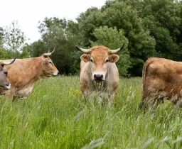 Vaches et fermiers réinvestissent la ville