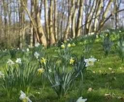 Nantes se pare de jaune pour fêter le label « Fleur d’or »