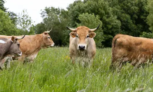 Vaches et fermiers réinvestissent la ville
