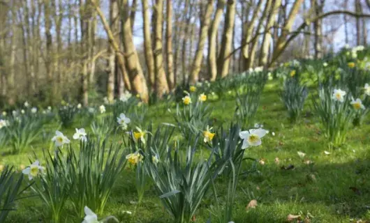 Nantes se pare de jaune pour fêter le label « Fleur d’or »