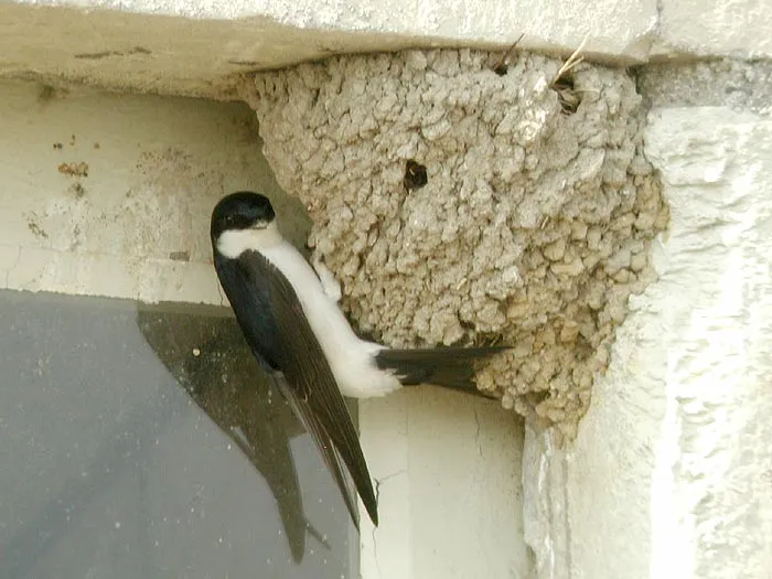 Où sont passés les hirondelles et les martinets ?