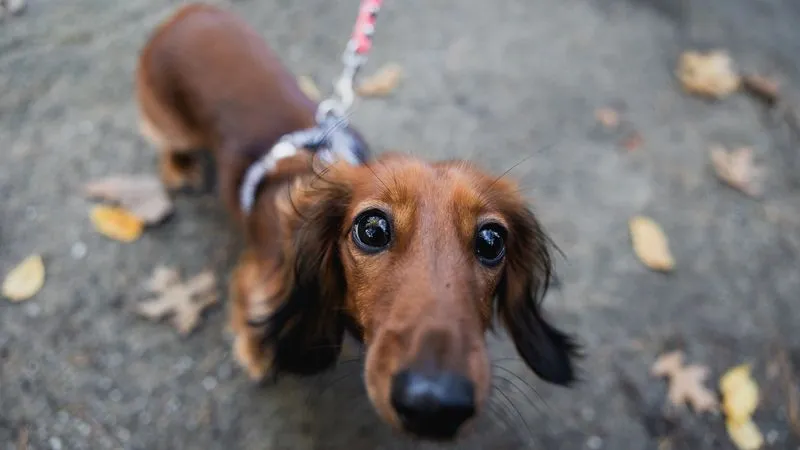 Une journée pour fêter et prendre soin des animaux de compagnie