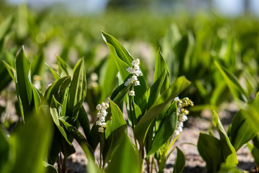 1er mai : le vrai-faux du muguet 