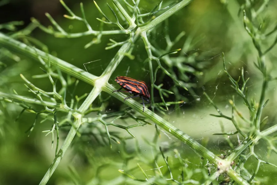 5 façons d’agir à votre échelle pour la biodiversité