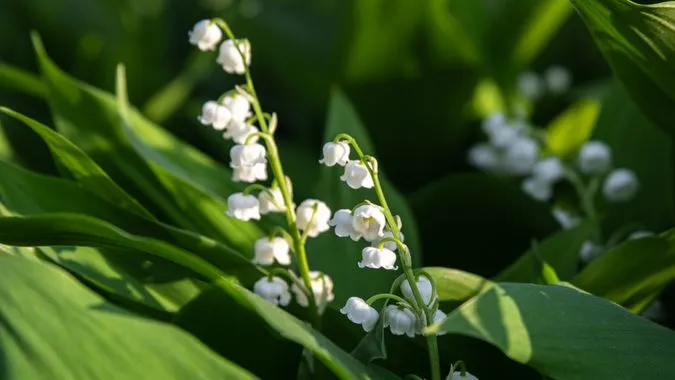 [Vidéo] Les 5 secrets du muguet