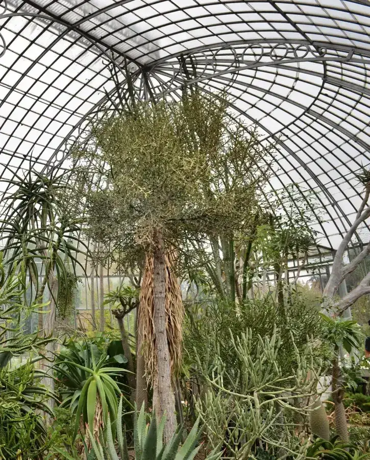 Serre des milieux arides au Jardin des Plantes