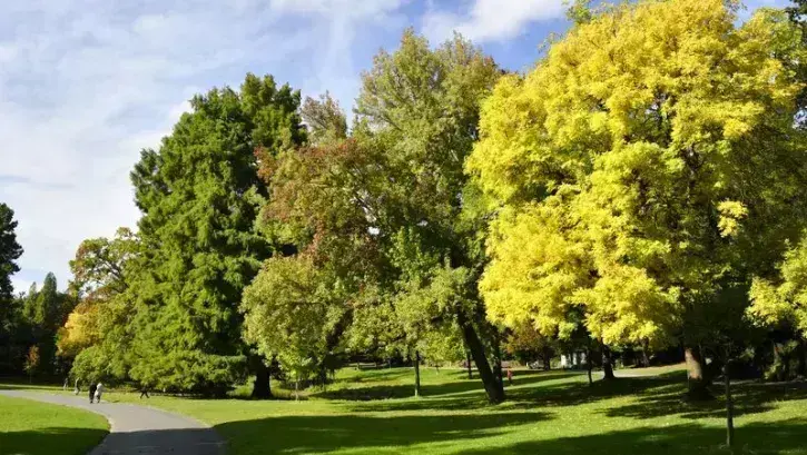 charte des arbres communale