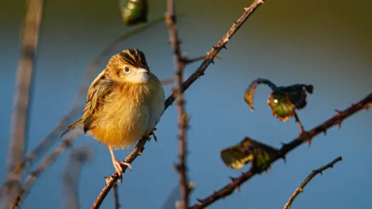 La Cisticole des joncs est un petit passereau identifié parmi les espèces remarquables de la métropole nantaise.