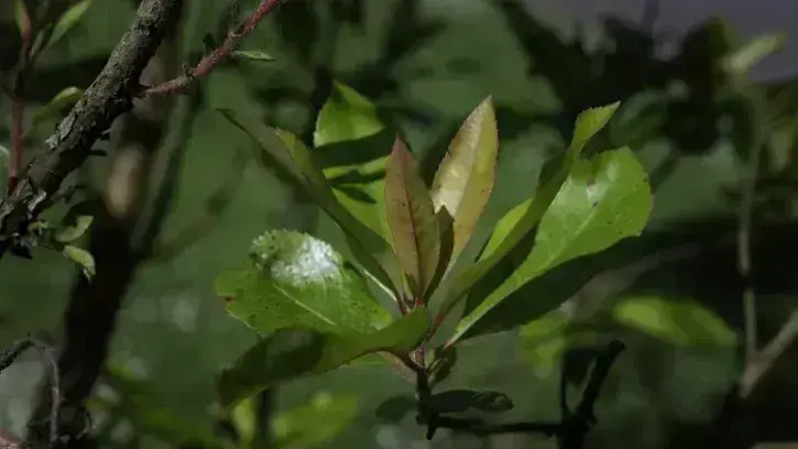 Une feuille d'arbousier dans l'Arboretum du Cimetire-Parc de Nantes.