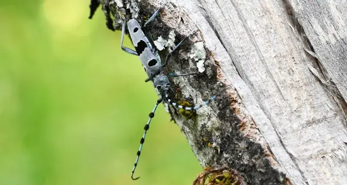 La Rosalie des Alpes
