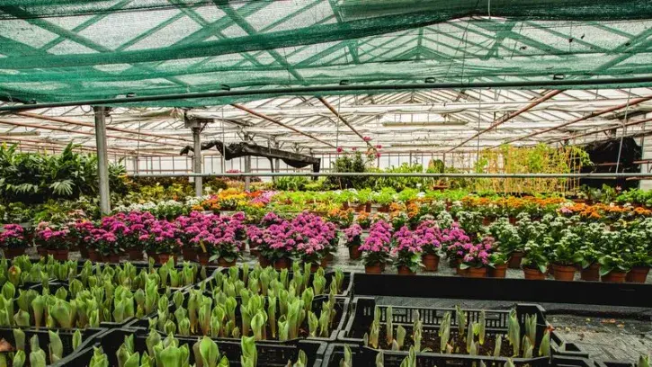 Des plants sous les serres de production végétale du Grand-Blottereau, à Nantes.
