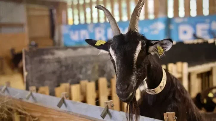 Une chèvre dans une ferme à Vertou.