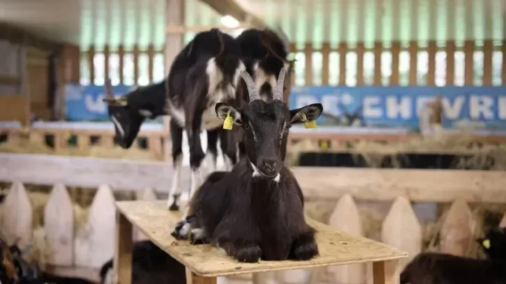 Une chèvre allongée sur une table, sous un hangar à Vertou.