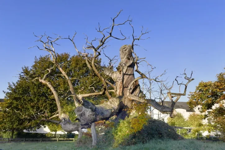 Le Châtaignier de l'Eraudière