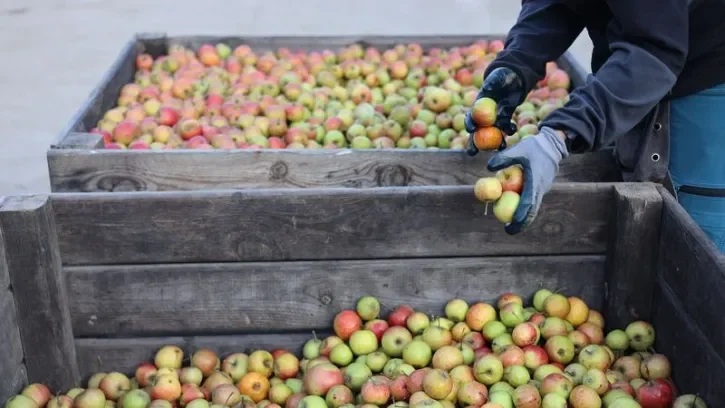 Une personne trie les pommes aux Vergers de Bellevue.