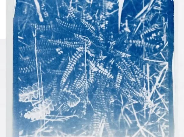 Un cyanotype d'une fougère.