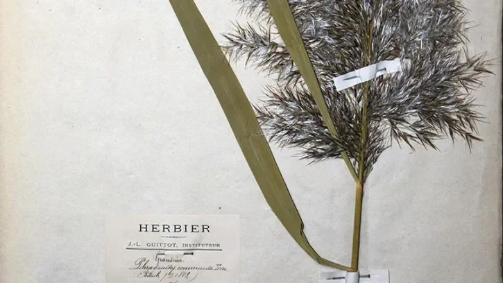 Un herbier.