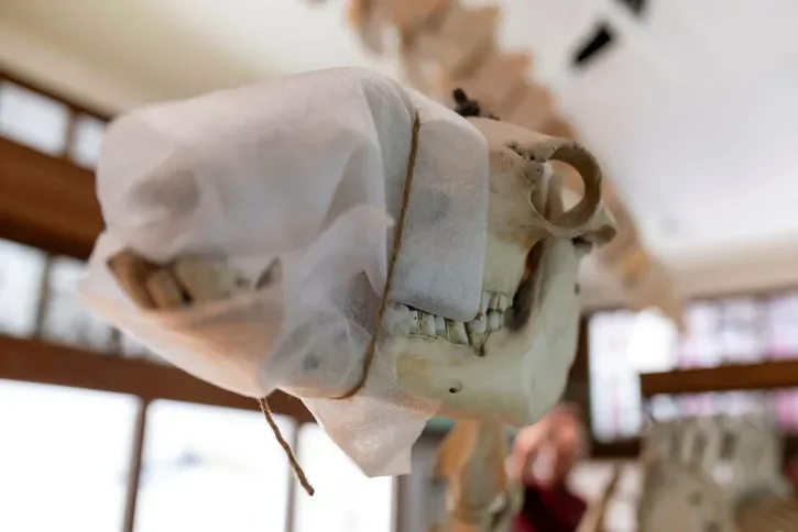 Une tête de squelette d'animal. 