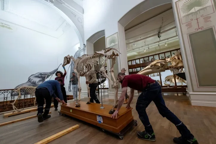 Des agents du Muséum déplace un squelette d'animal. 