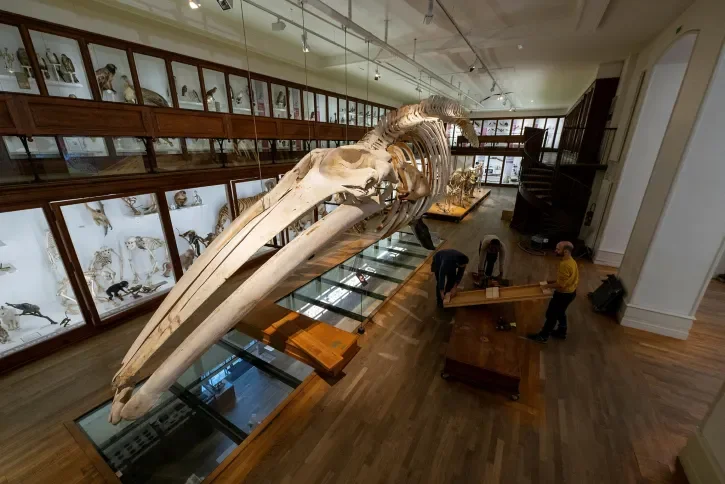 Une photo du squelette de la baleine conservée au Musée d'Arts.