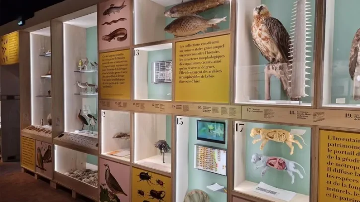 Une photo d'animaux emapaillés.