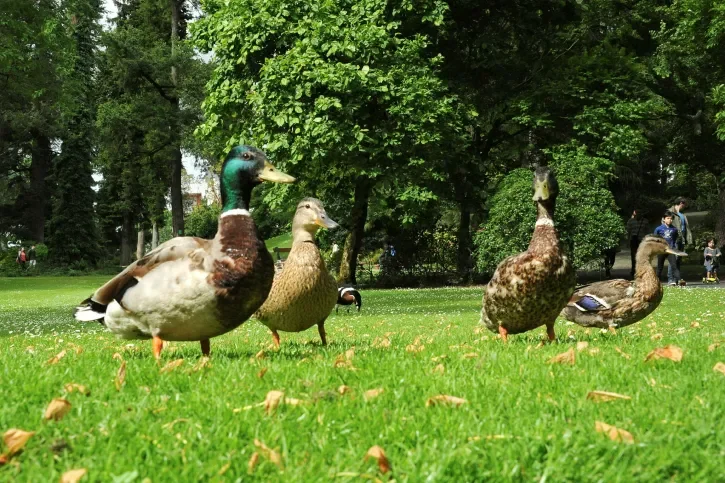 des carnards se promenent au Jardin des Plantes
