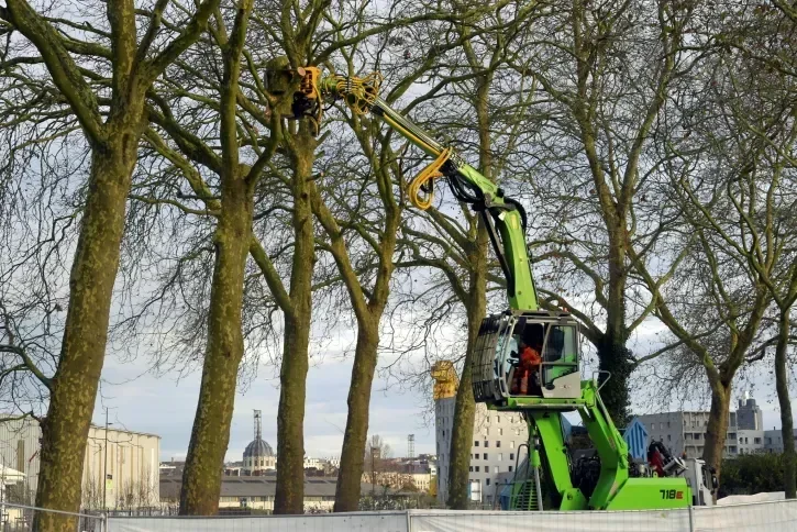 Une engin de chantier accroche un arbre pour l'abbatre. 