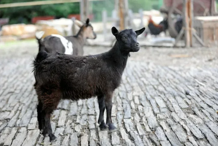Chèvres naines au Jardin des Plantes