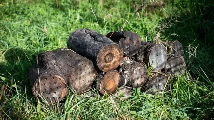 Des rondins de bois laissés sur une pelouse pour les insectes.