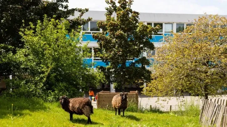 Des moutons entretiennent les espaces verts d'une école, à Nantes.