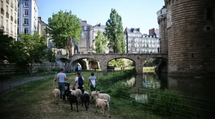 Des moutons dans les douves du château des ducs de Bretagne.