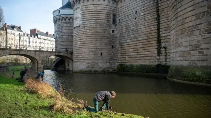 Un jardinier plante les berges des douves du château des ducs de Bretagne, à Nantes.