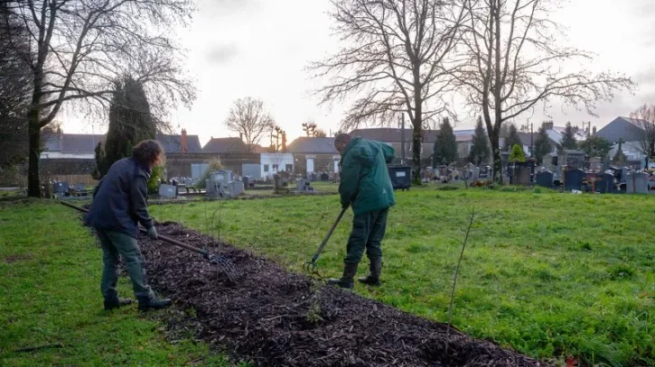 Des jardiniers plantent une haie dans un cimetière nantais.