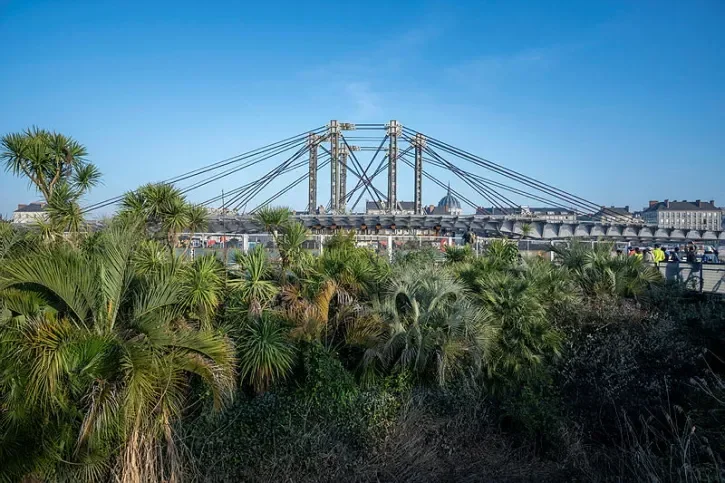 Le tablier et ses haubans se degagent derrière la canopée de palmiers du parc des chantiers. 