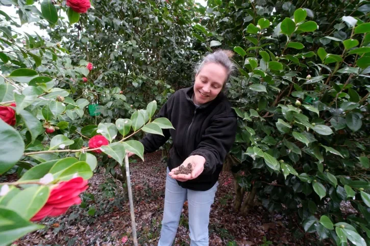 Flavie Duprey, technicienne transition écologique à Nantes Métropole, au milieu des massifs de camélias du Jardin des plantes.