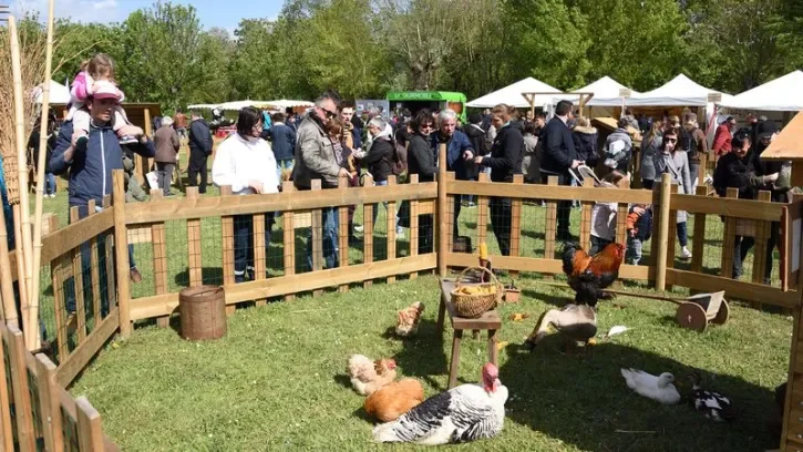 Des personnes regardent des animaux de basse cour exposés.