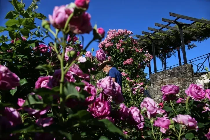 Des rosiers en fleur