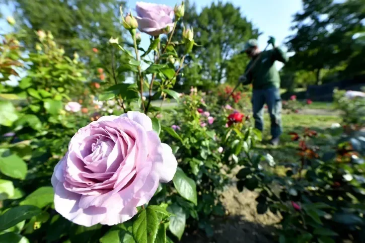 Un jardinier entretient les rosiers au parc floral de la Beaujoire.