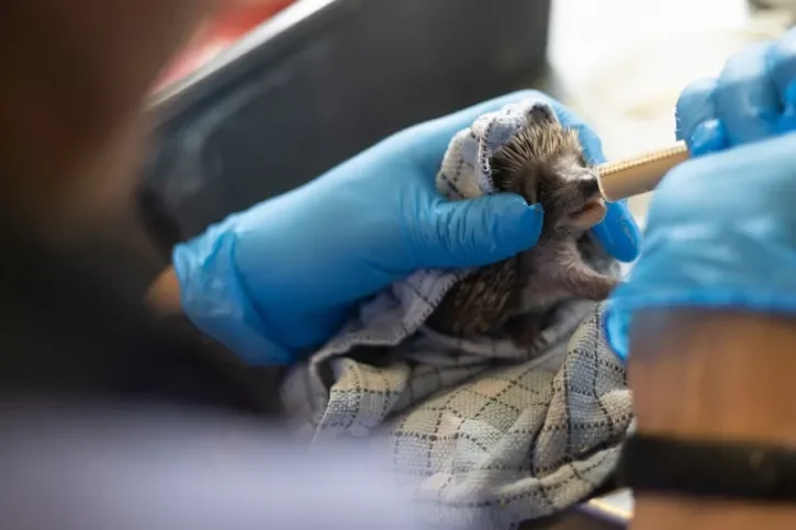 Un hérisson est soigné au Centre vétérinaire de la faune sauvage et des écosystèmes