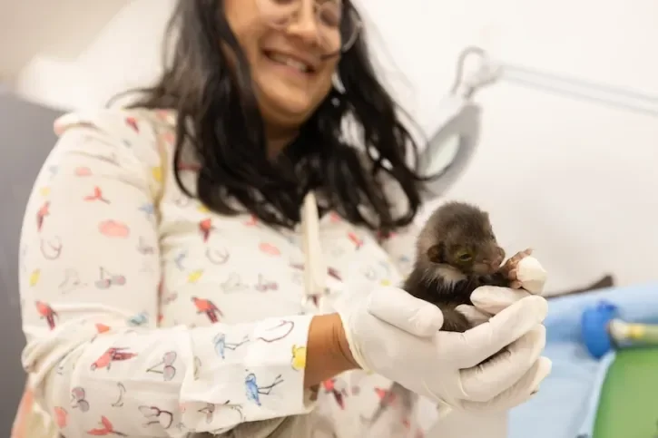 Un bébé fouine est examiné au centre vétérinaire de la faune sauvage