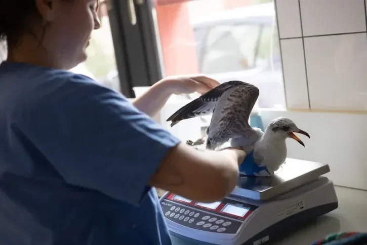 Une mouette est soignée au Centre vétérinaire de la faune sauvage et des écosystèmes