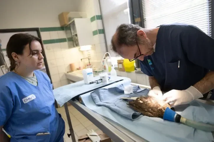 Un oiseau soigné au centre vétérinaire de la faune sauvage et des écosystèmes
