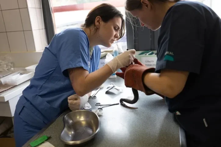 Une vipère est soignée au Centre vétérinaire de la faune sauvage et des écosystèmes