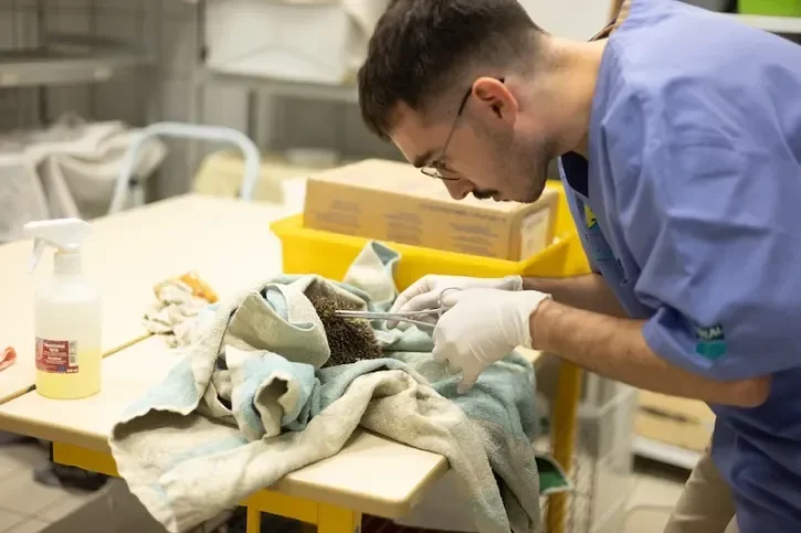 Un hérisson est soigné au Centre vétérinaire de la faune sauvage et des écosystèmes