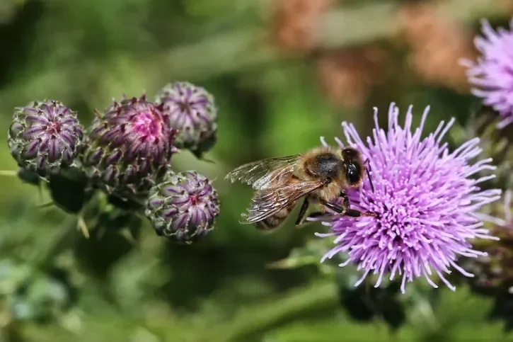 Une abeille sauvage butine sur le Quai des pins.