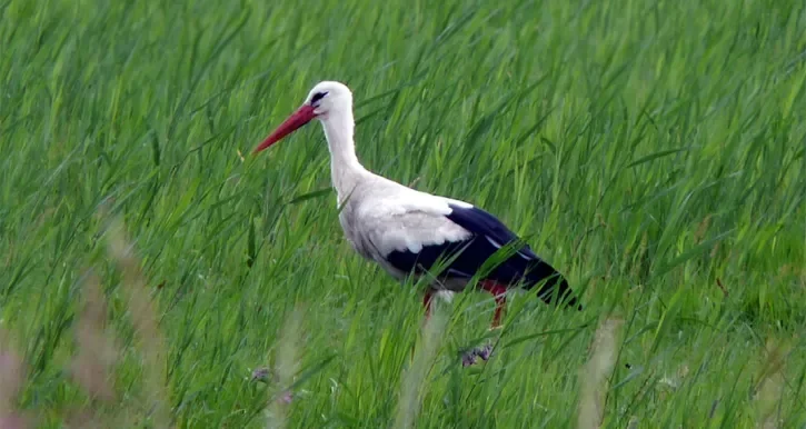 Cigogne dans un champ