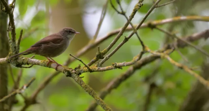 un oiseau sur une branche